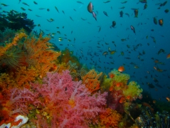 Rapid shifts in climate coincide with areas of high biodiversity such as coral reefs. Image courtesy of Megan Saunders.