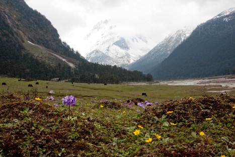 Lower snow and ice reserves in Asian mountains are set to reduce how much water flows into surrounding rivers and can be used to grow food. As a result the rivers will be able to feed around 65 million fewer mouths by 2050 than at the beginning of the century. Ice and snow melting from the Himalayan mountains, shown here, feeds the Indus and Brahmaputra basins which are expected to suffer the biggest reduction in food output as global warming speeds melting in the mountains. Credit: Kamaljit S. Bawa