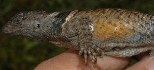 The cool mountain habitats where many of the Sceloporus lizards are found have been subjected to very rapid climate warming, resulting in the local extinction of many species, including Sceloporus mucronatus (pictured here: a pregnant female). These are live-bearing lizards that evolved very low body temperatures for these cool environments and this low body temperature makes them extremely susceptible to extinction from climate warming. Credit: Barry Sinervo