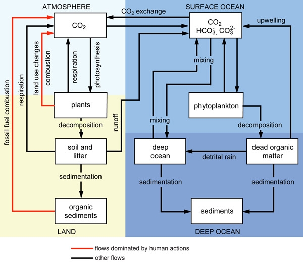 Principal reservoirs and flows of the biospheric carbon cycle. Source: Vaclav Smil, Global Material Cycles and Energy