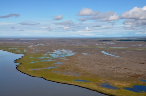 Plants and animals living along the coast of the Mackenzie Delta in the Canadian Arctic were devastated by a salt-water flood in 1999, made more severe by climate change. Dead vegetation (brown) killed by the surge is in stark contrast to the vegetation along the edges of waterways that receive regular freshwater (green) and thus survived the damage. Credit: Trevor Lantz, University of Victoria