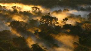 A misty canopy at dawn in the Amazon forest, where calculations of plant growth from satellite measurements that differ from direct measurements have come under criticism. Image courtesy of Peter van der Steen