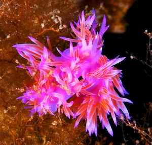 Organisms like these marine sea slugs must adapt to new temperatures or move to new areas to stay in the same ones. Image courtesy of Hugh Brown, Scottish Association for Marine Science