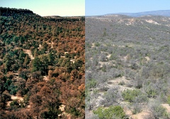 Pinyon pine forests that usually absorb CO2 from the atmosphere to grow near Los Alamos, N.M., in the region Christopher Schwalm and his colleagues studied, had already begun to turn brown from drought stress in the image at left, in 2002, and another photo taken in 2004 from the same vantage point, at right, show them largely grey and dead. Credit: Craig Allen, U.S. Geological Survey
