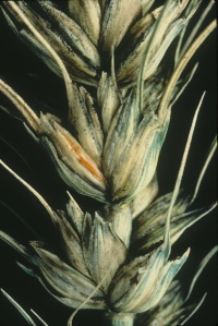 Wheat ear infected with Fusarium ear blight (FEB), giving the ear a pinkish color. The disease could be set to increase in countries like China and the UK with climate change, Bruce Fitt and his teammates have found, suggesting resistant varieties should be developed. Photo credit: CIMMYT.